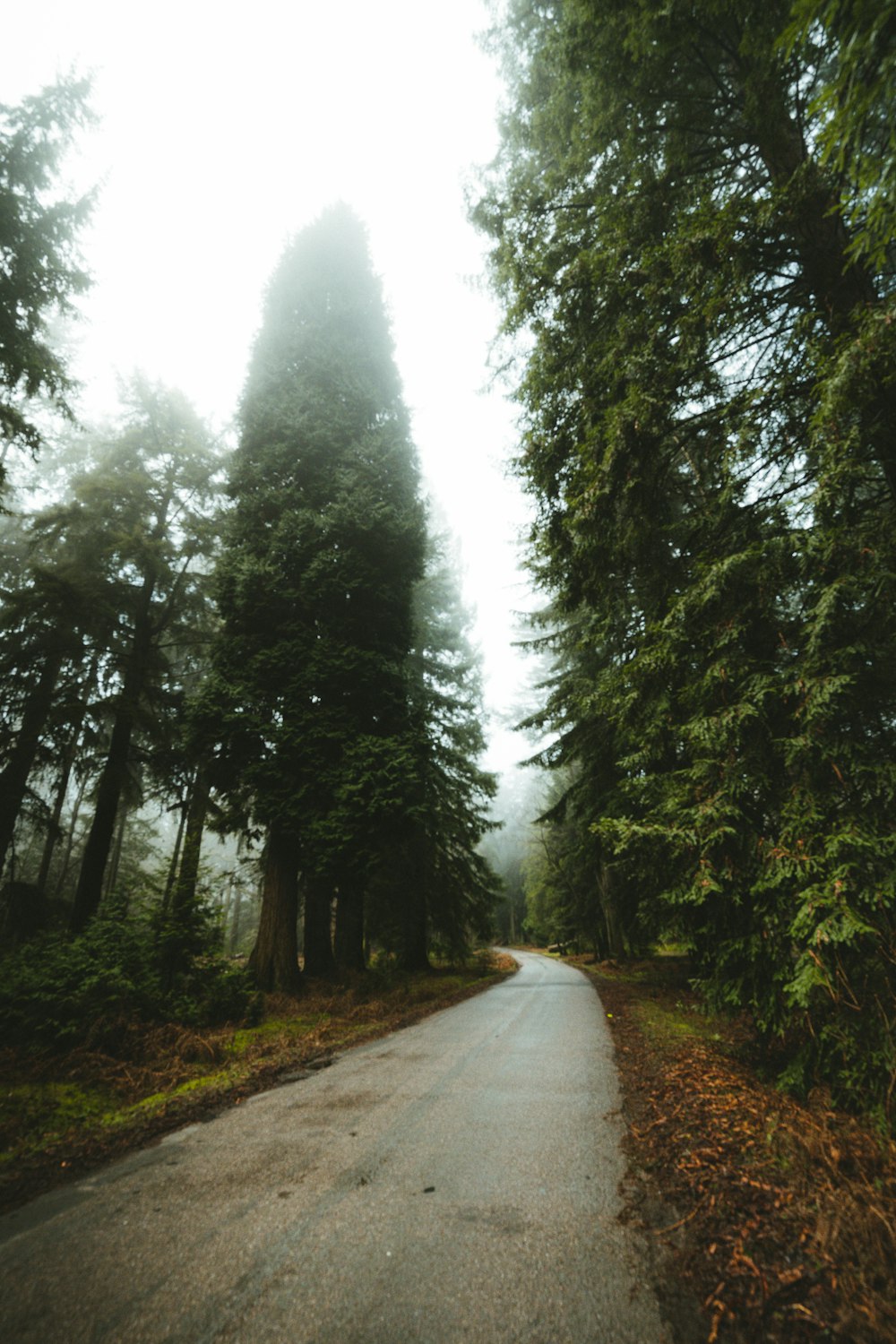 gray concrete road between green trees during daytime