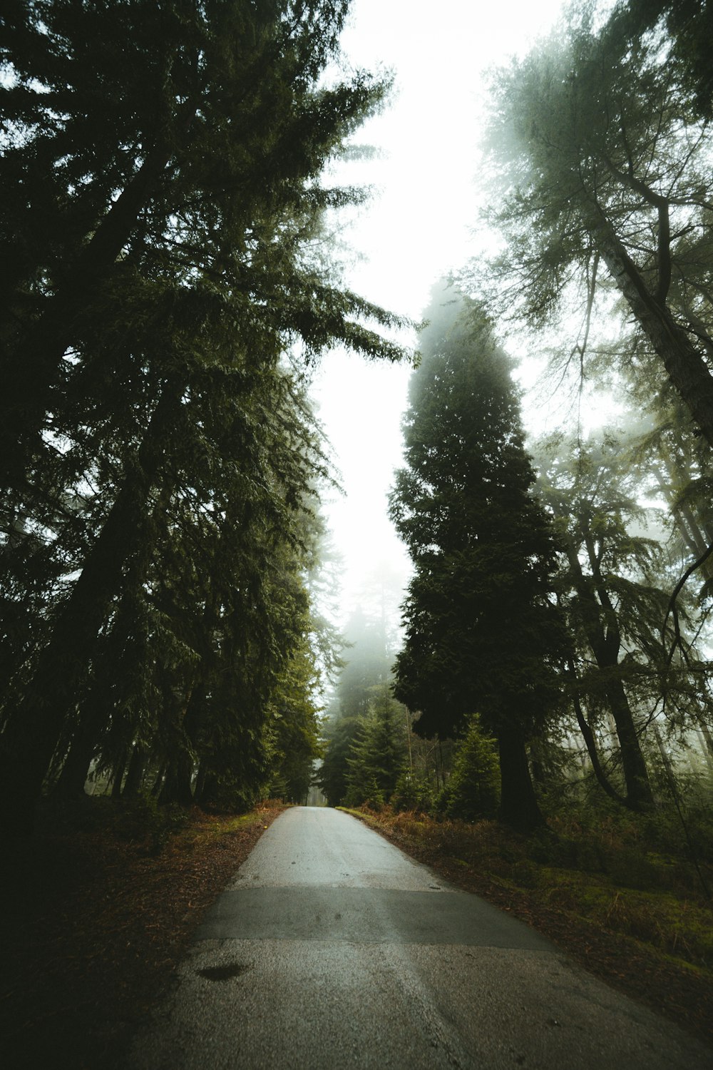 Allée blanche entre les arbres verts pendant la journée