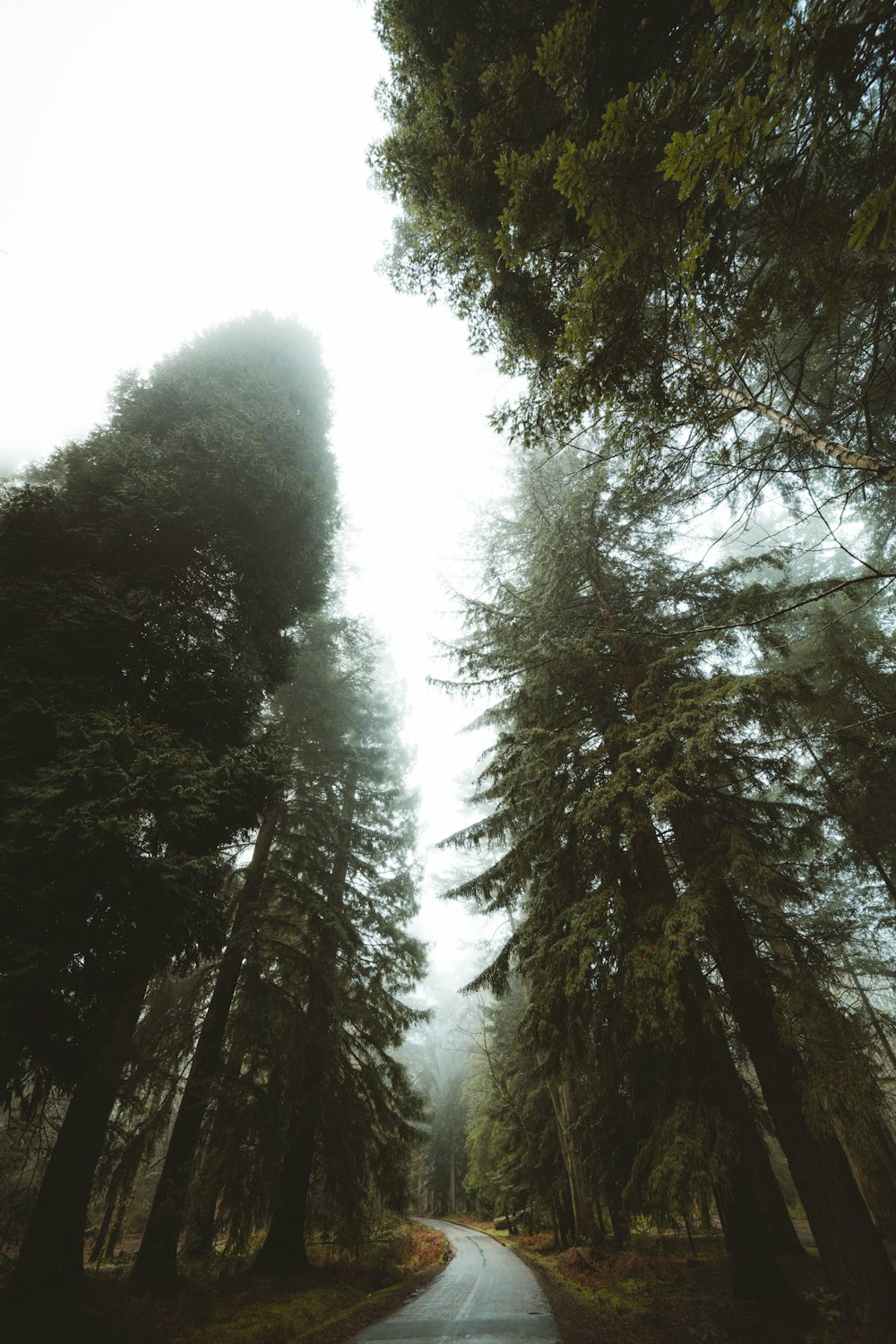 green trees under white sky during daytime