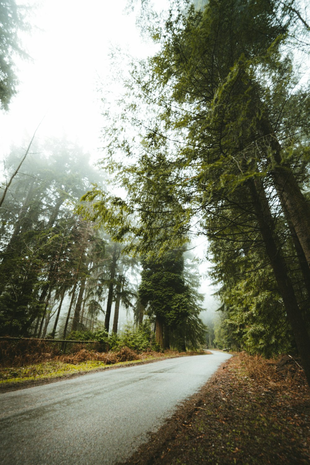 gray concrete road between green trees during daytime