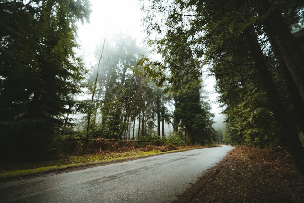 gray concrete road between green trees during daytime