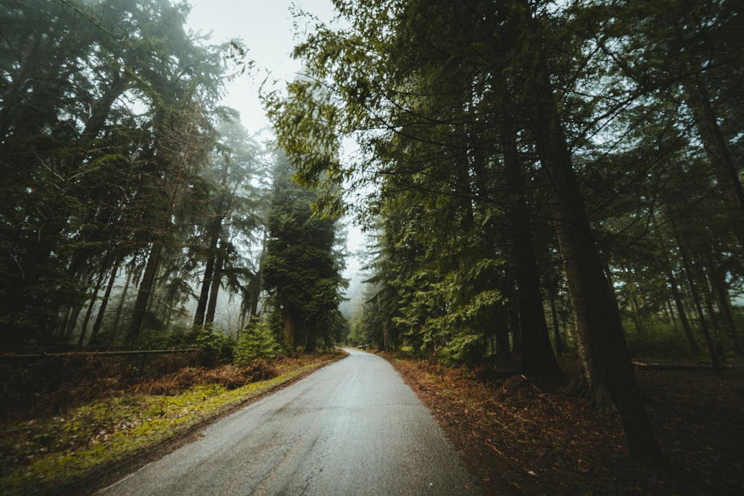 gray asphalt road between green trees during daytime