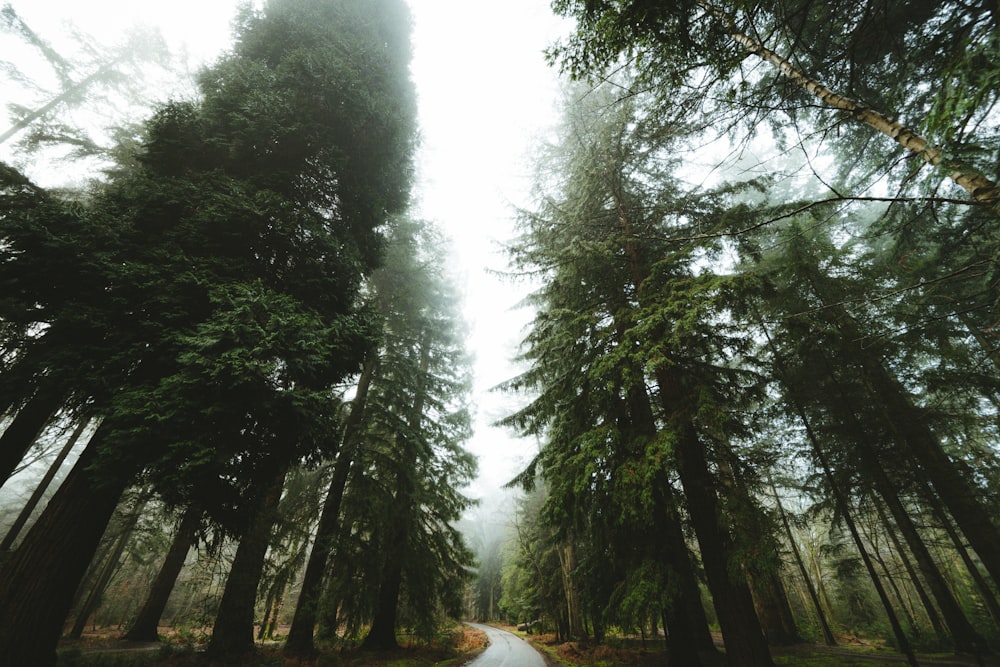 green trees under white sky during daytime