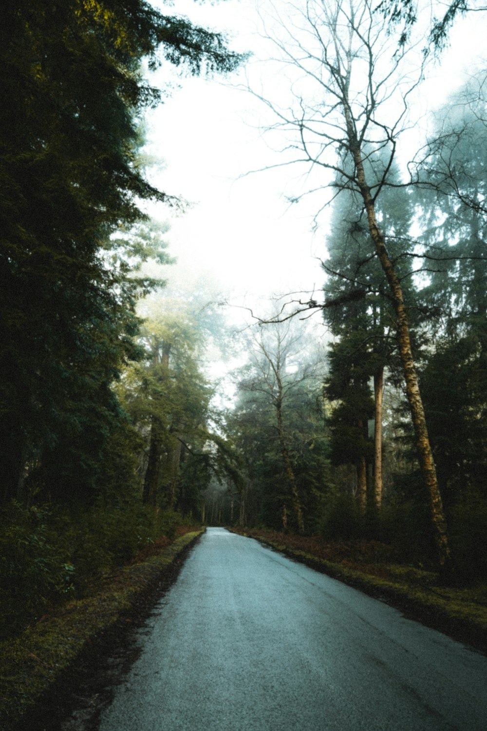 gray concrete road between green trees during daytime