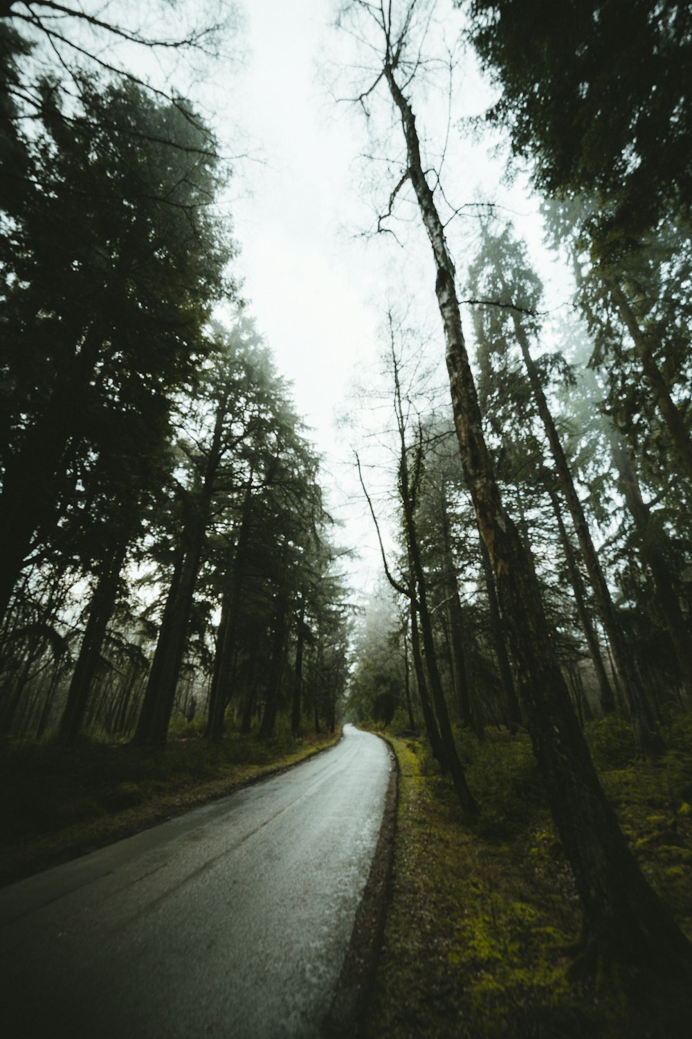 昼間の木々の間の灰色の道