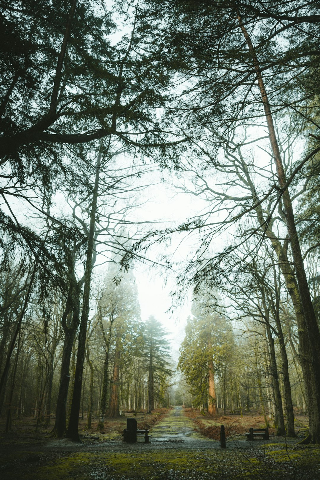 bare trees under white sky during daytime