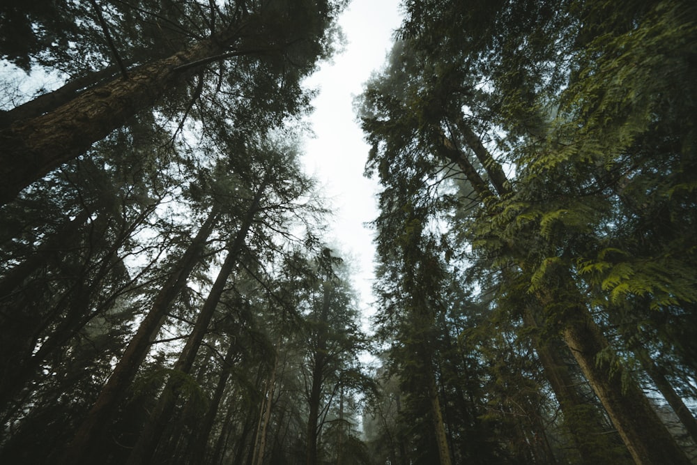 alberi verdi sotto il cielo bianco durante il giorno