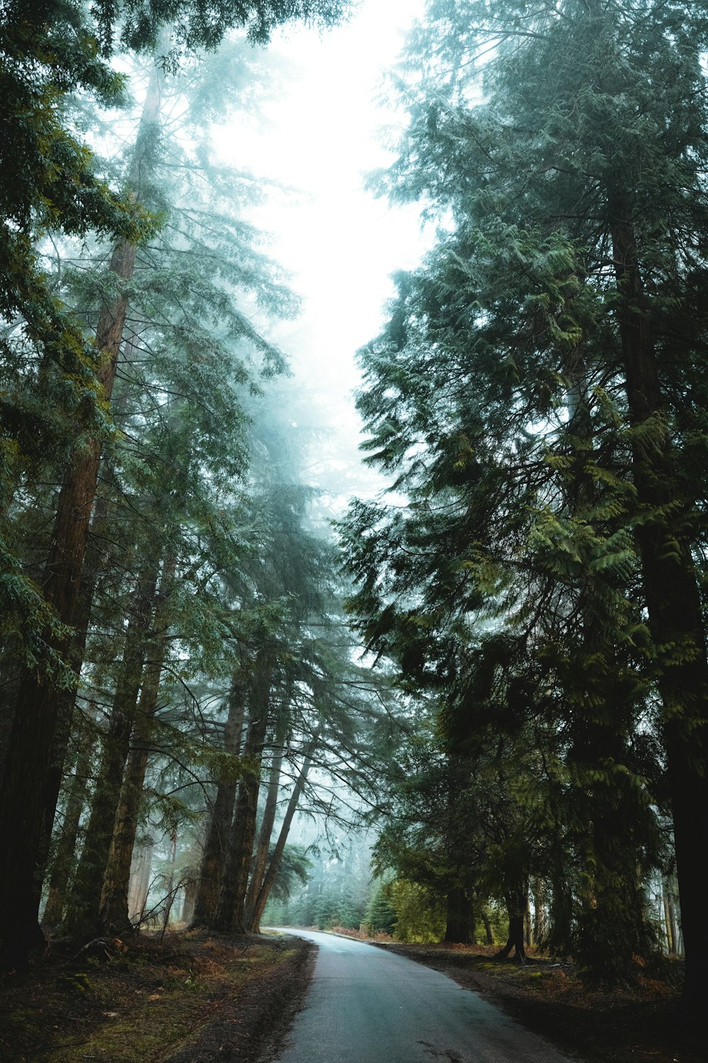 green trees under white sky during daytime