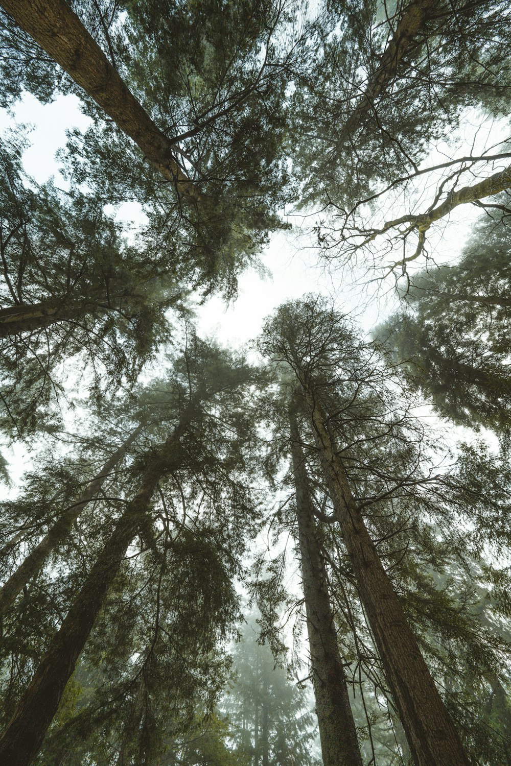 Fotografía de ángulo bajo de árboles verdes durante el día