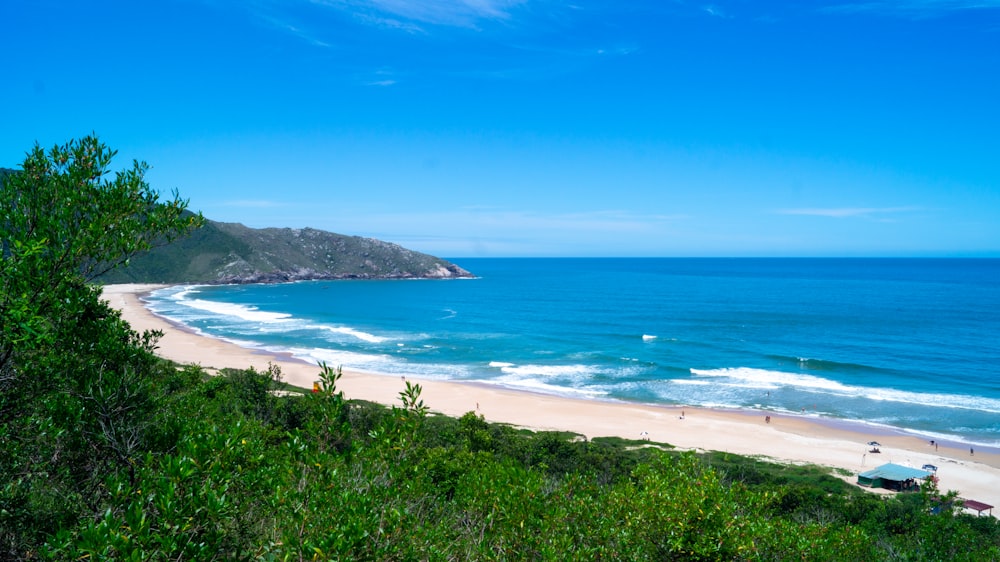 árvores verdes perto do mar sob o céu azul durante o dia