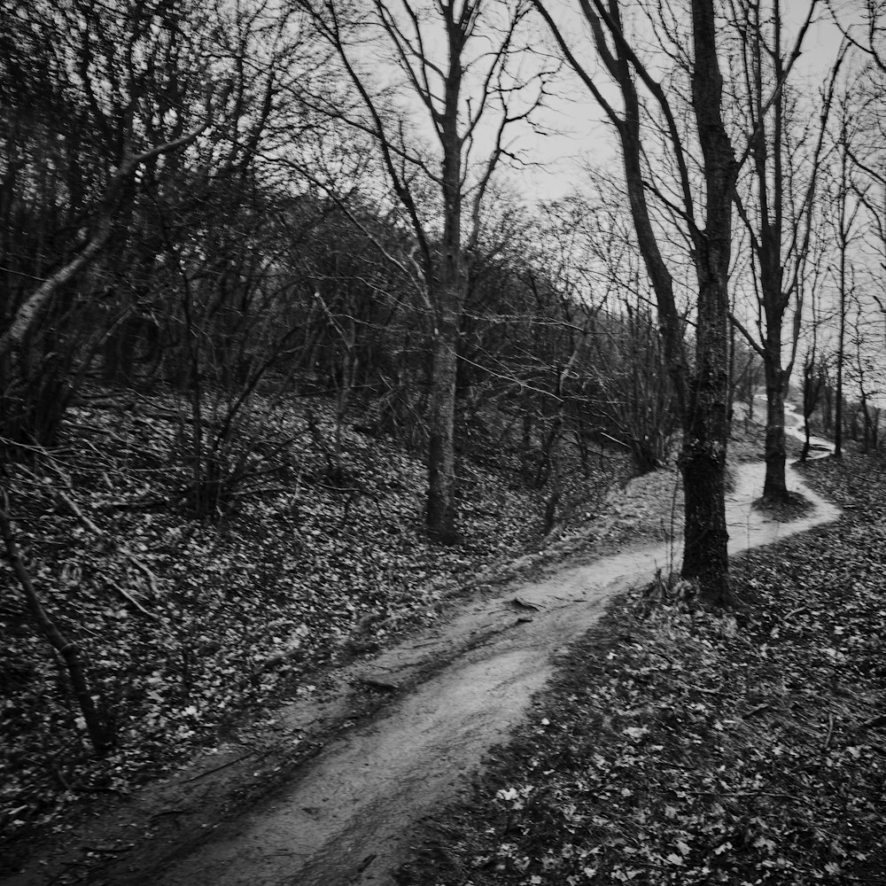 grayscale photo of pathway between bare trees