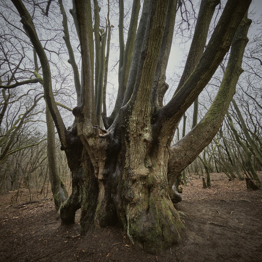 green trees on brown soil