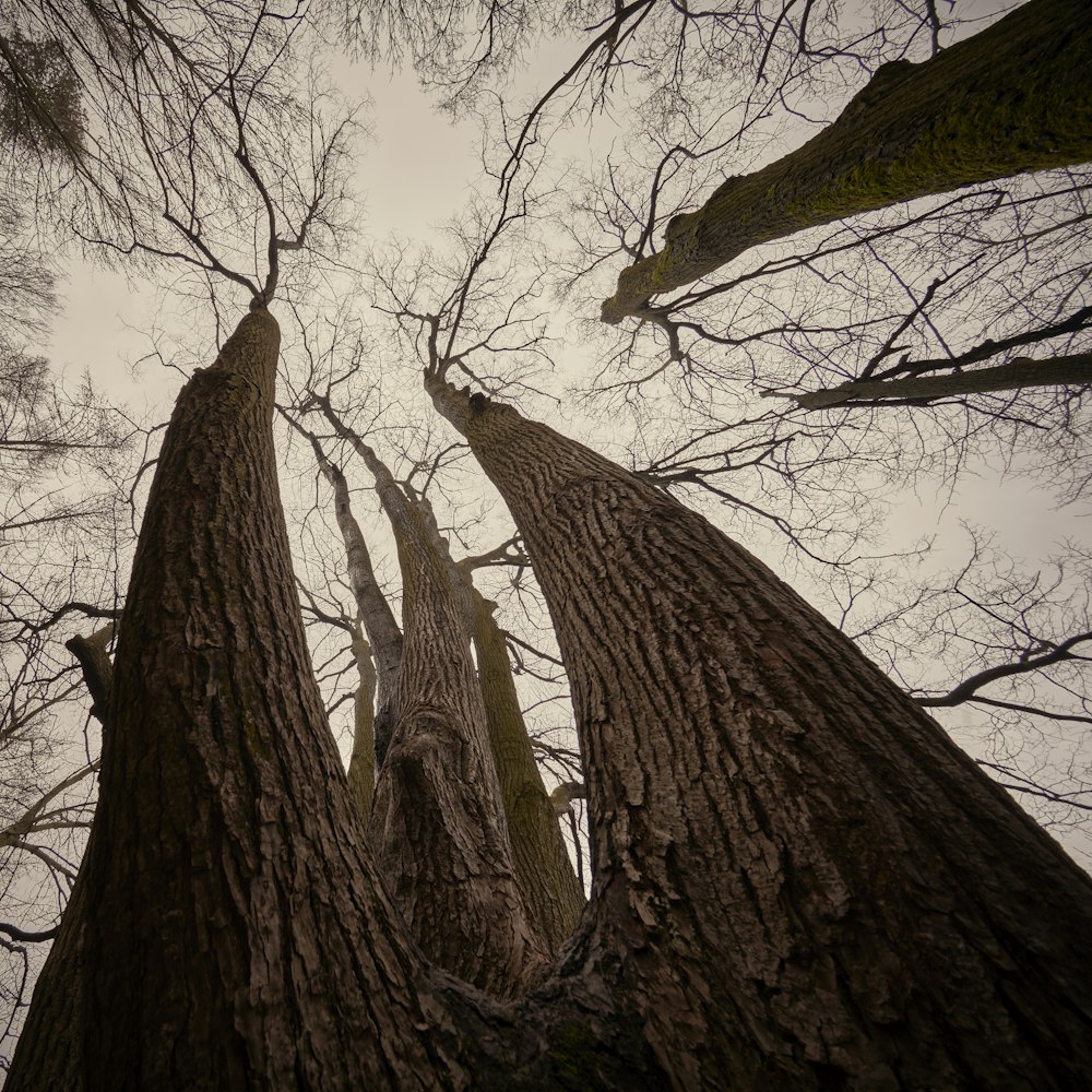 low angle photography of leafless trees