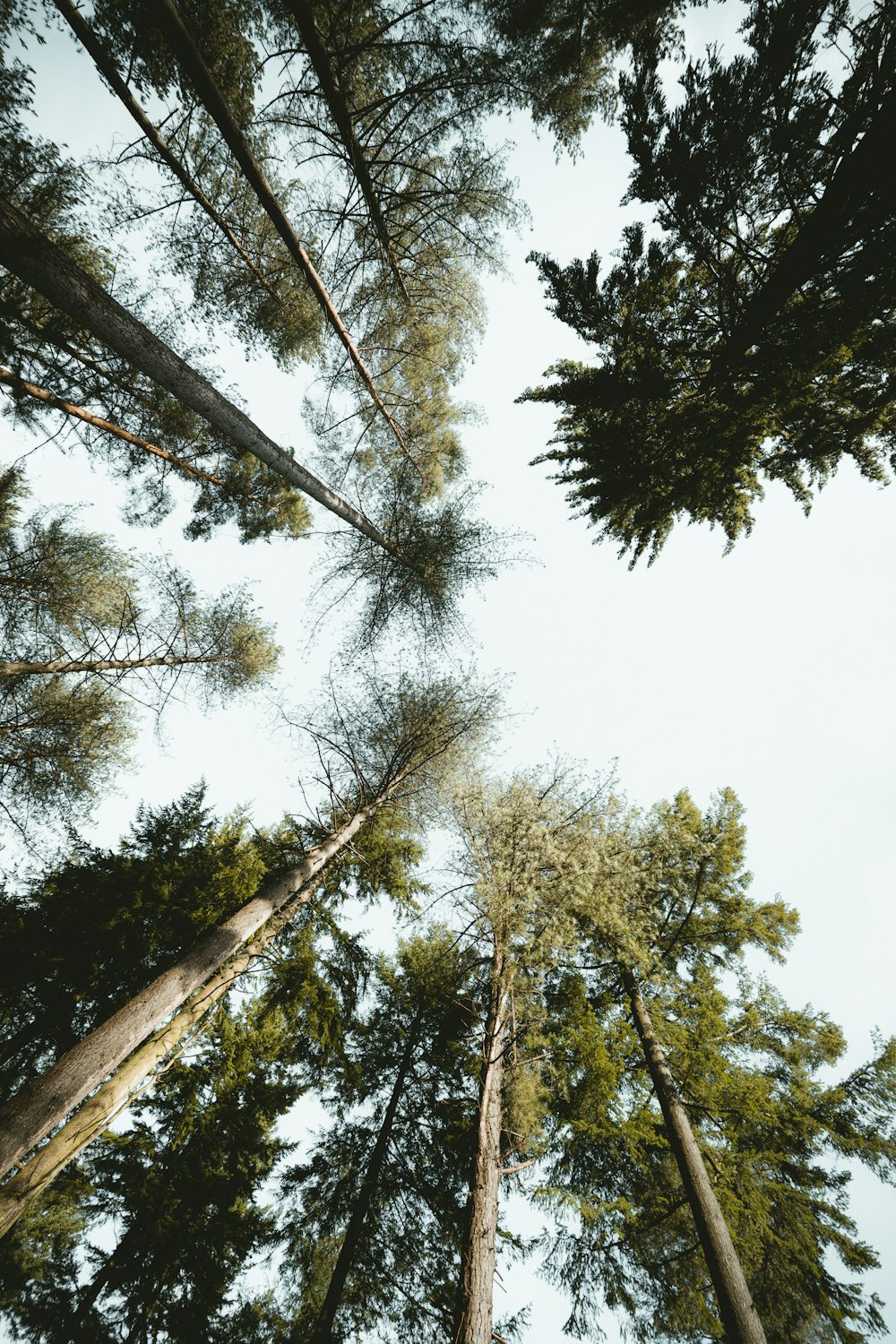 green trees under white sky during daytime