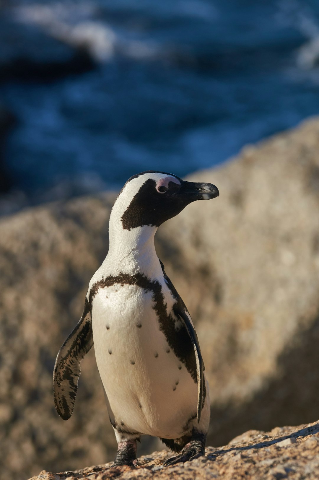 white and black penguin on brown rock