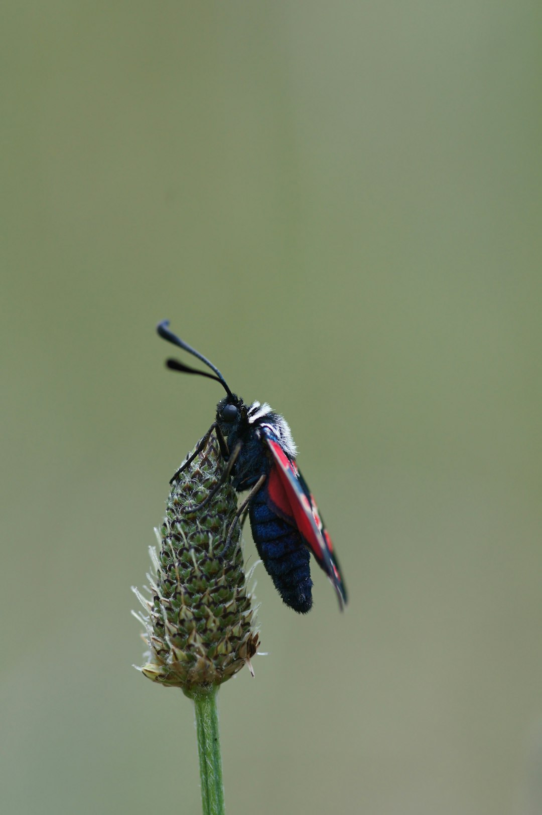 blue and red butterfly on green cactus