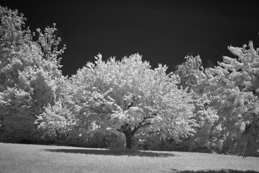 grayscale photo of tree on field