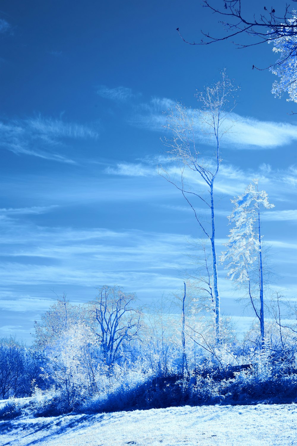 leafless trees under blue sky during daytime