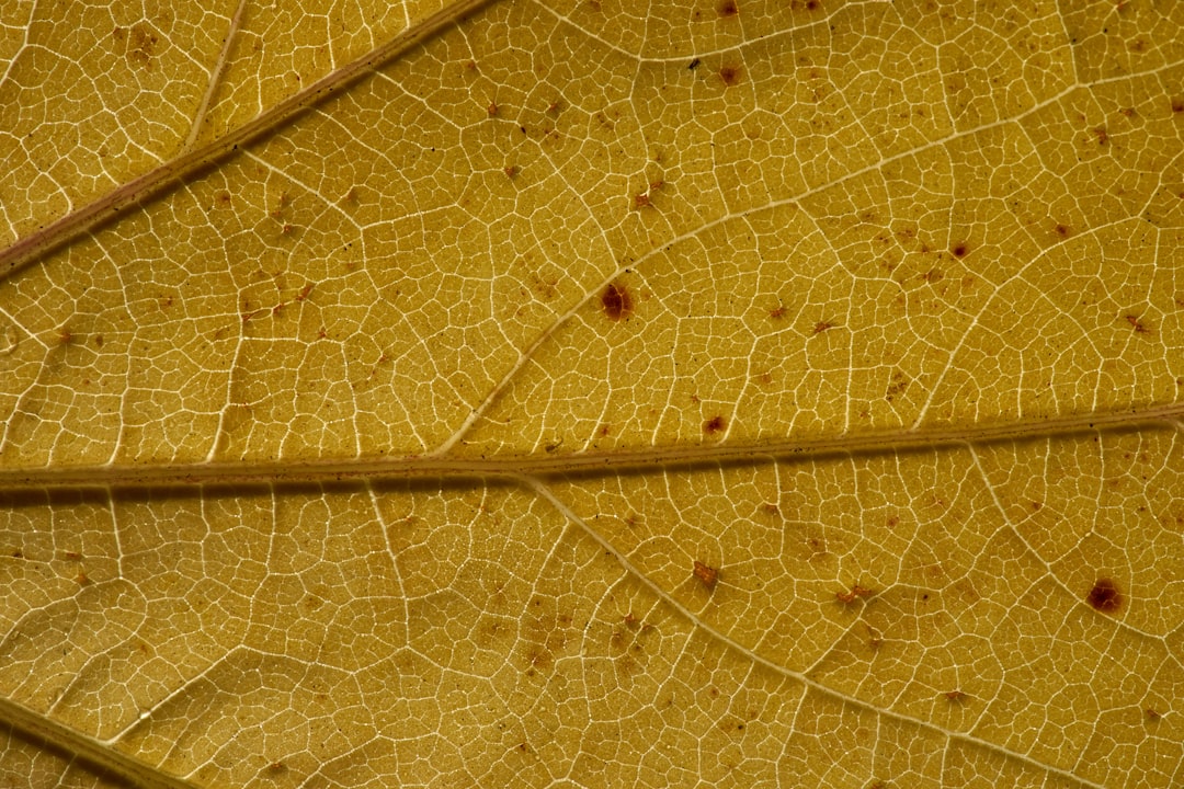 brown and green leaf with water droplets