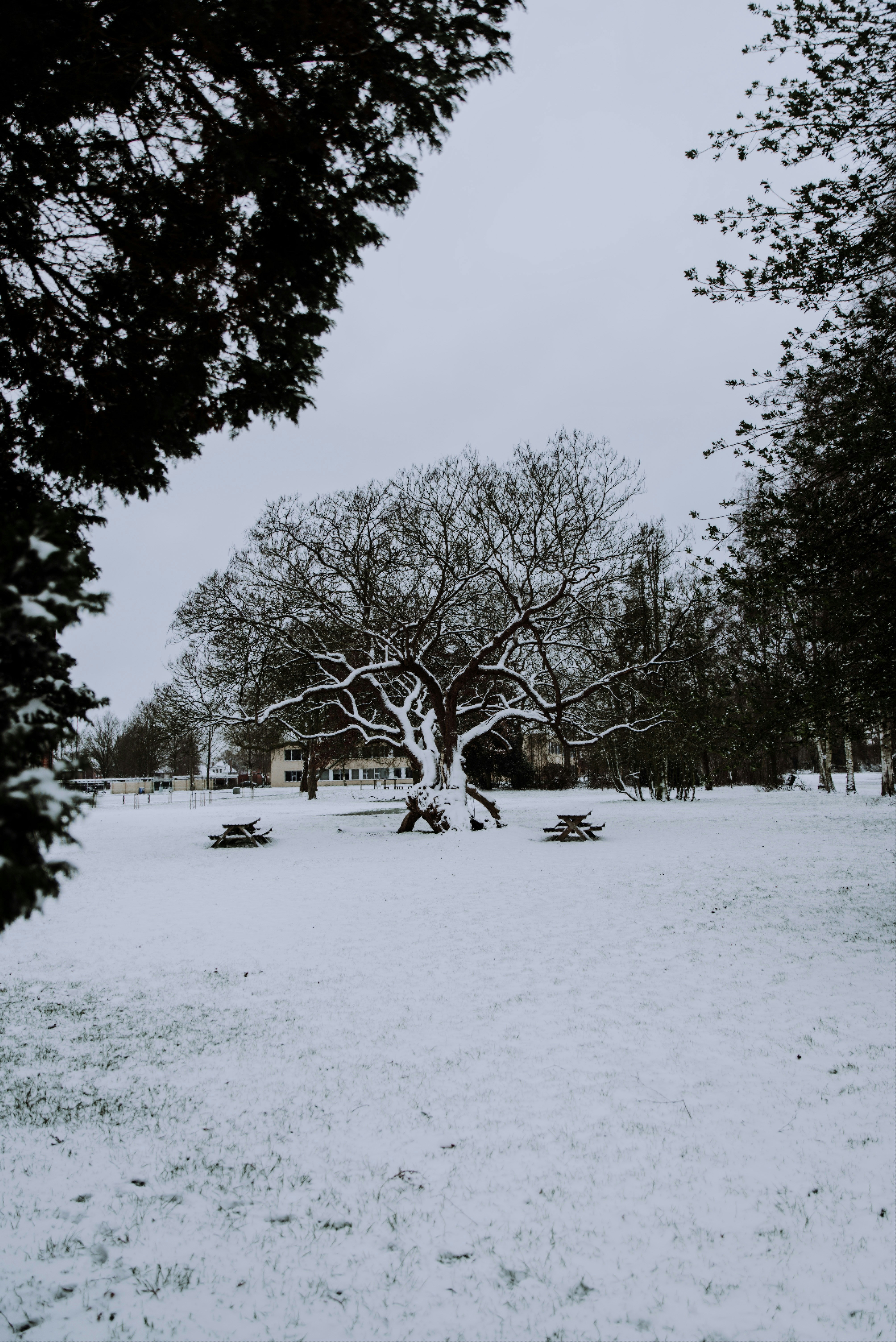 Green trees on snow covered ground during daytime photo – Free Snow ...