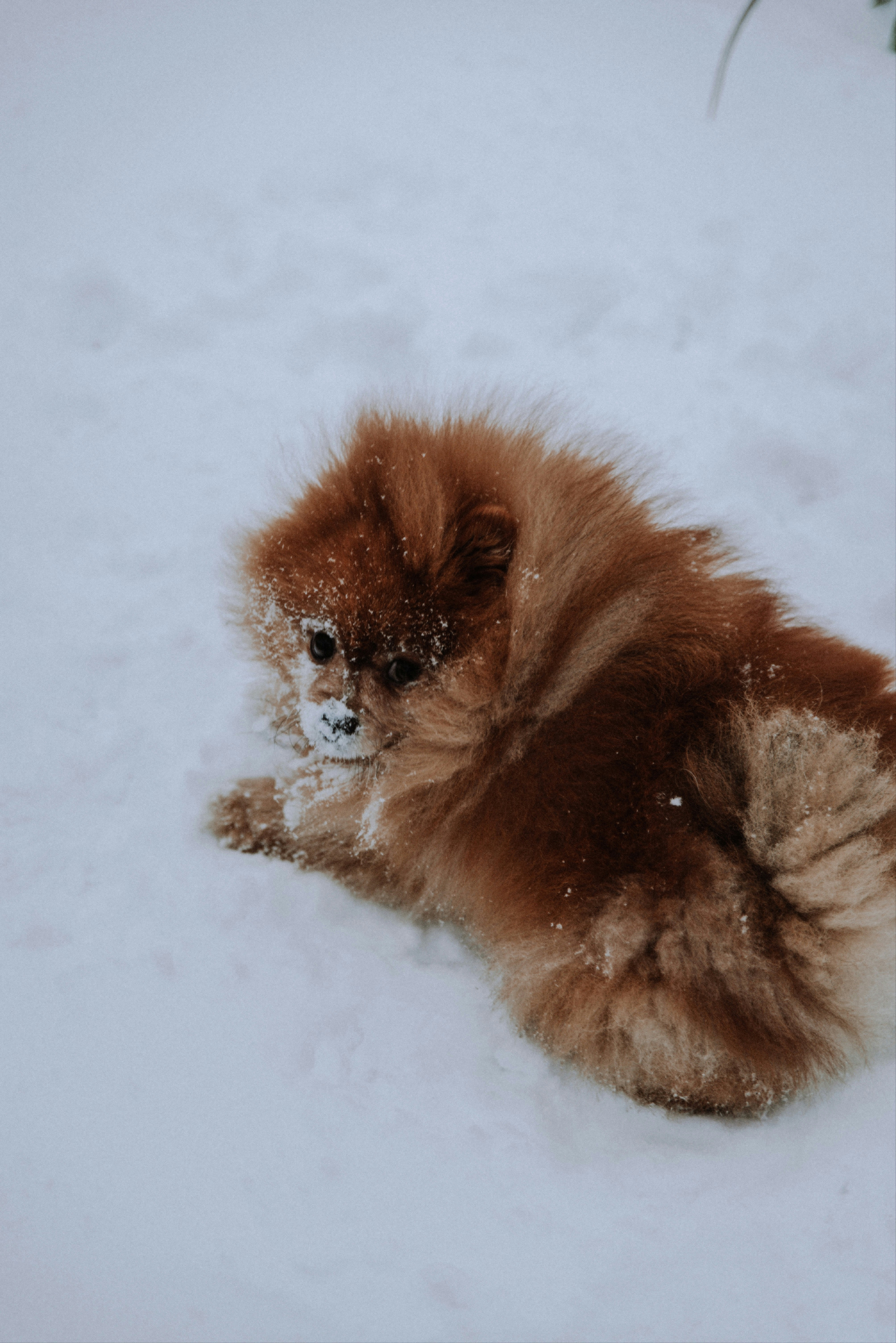 brown pomeranian on snow covered ground during daytime