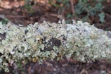 A close-up view of a tree branch covered in various types of lichen, displaying different shades of pale green and beige. The textures of the lichen vary from leafy to more crusty forms. The background is blurred, consisting of brown and green tones from the forest floor.
