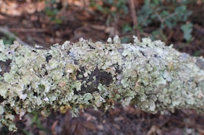 A close-up view of a tree branch covered in various types of lichen, displaying different shades of pale green and beige. The textures of the lichen vary from leafy to more crusty forms. The background is blurred, consisting of brown and green tones from the forest floor.