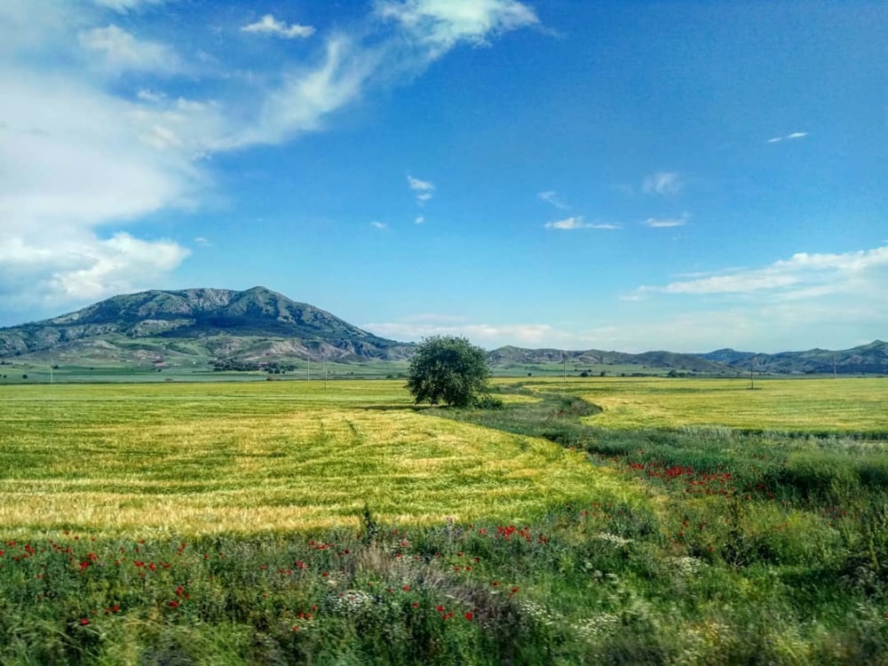 campo di erba verde vicino alla montagna sotto il cielo blu durante il giorno