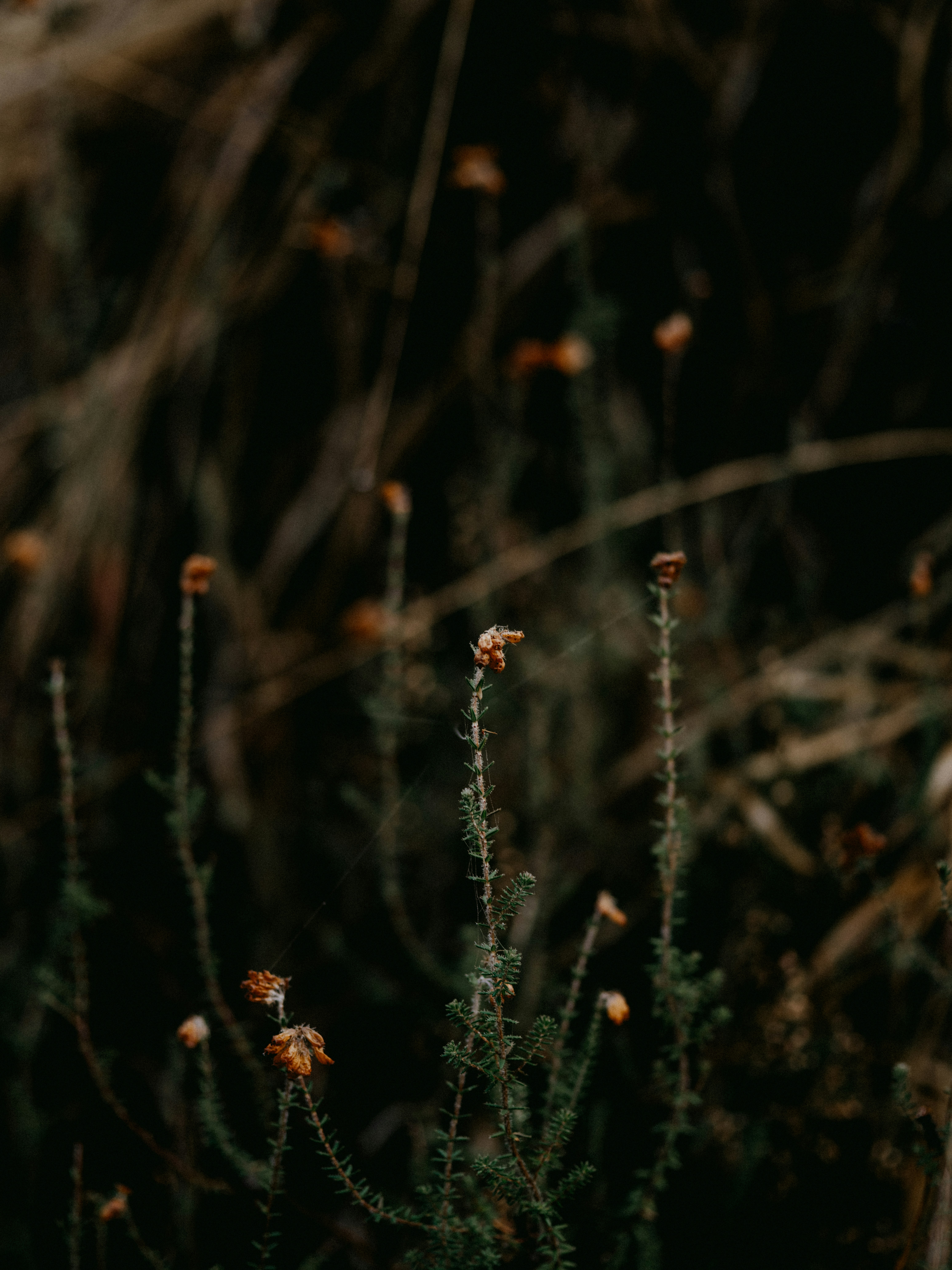 Photo by anniespratt