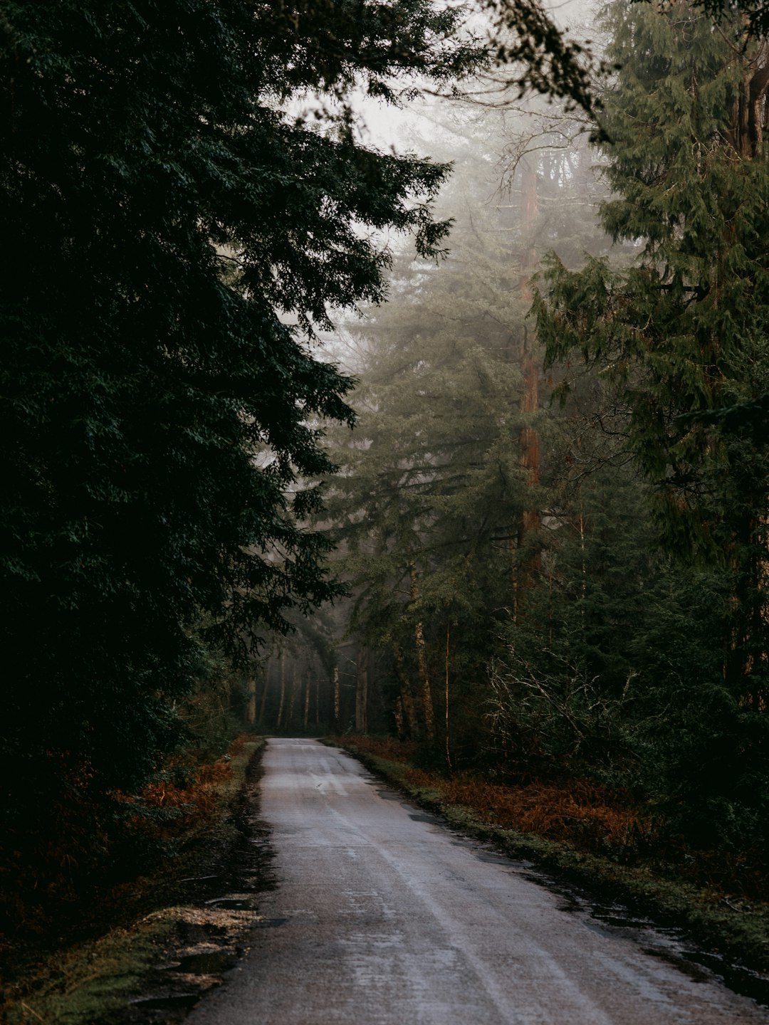 gray road between green trees during daytime