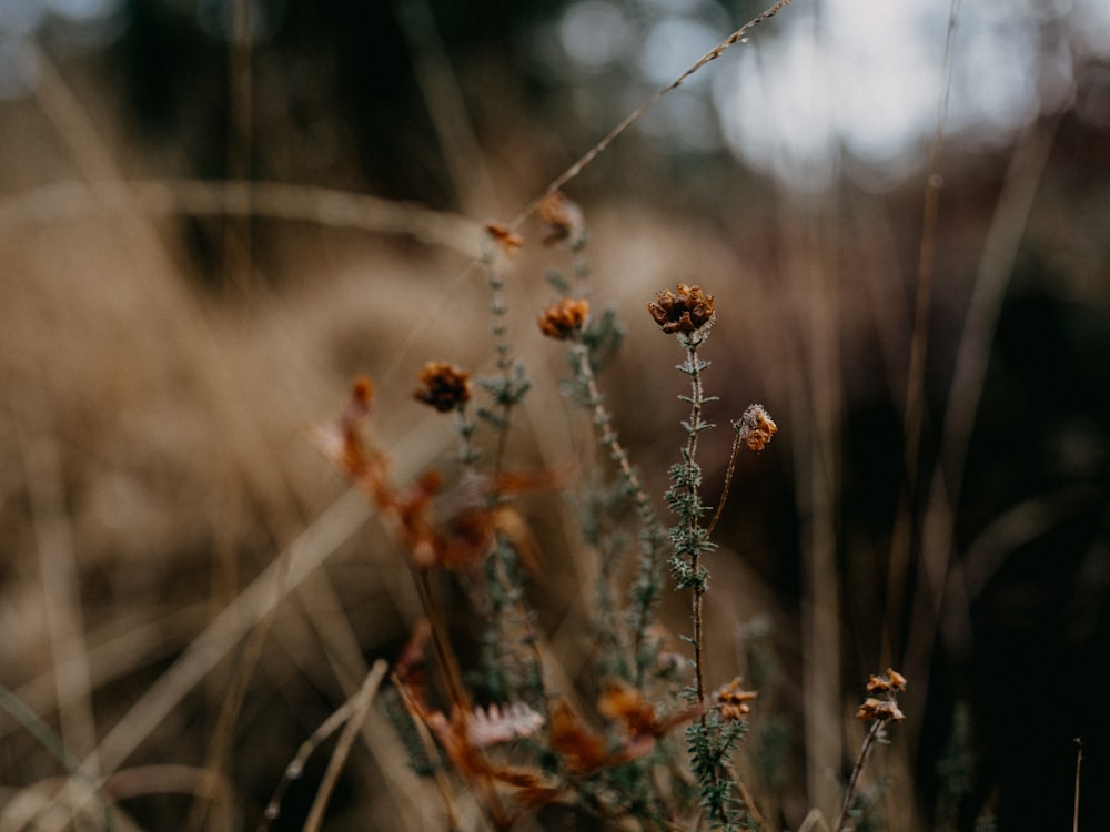 brown and white flower in tilt shift lens