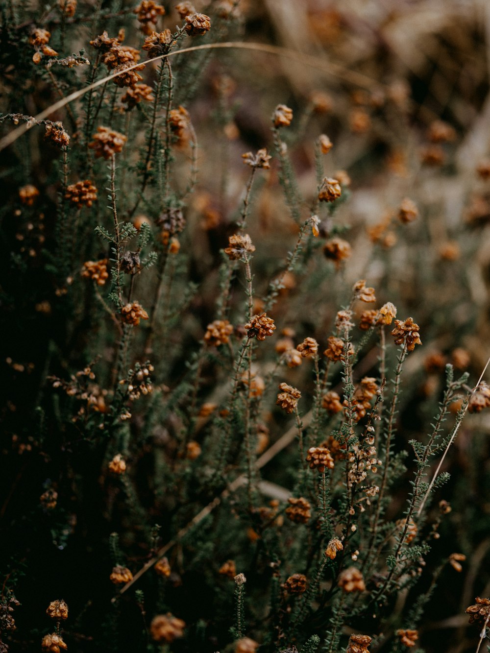 white flowers in tilt shift lens