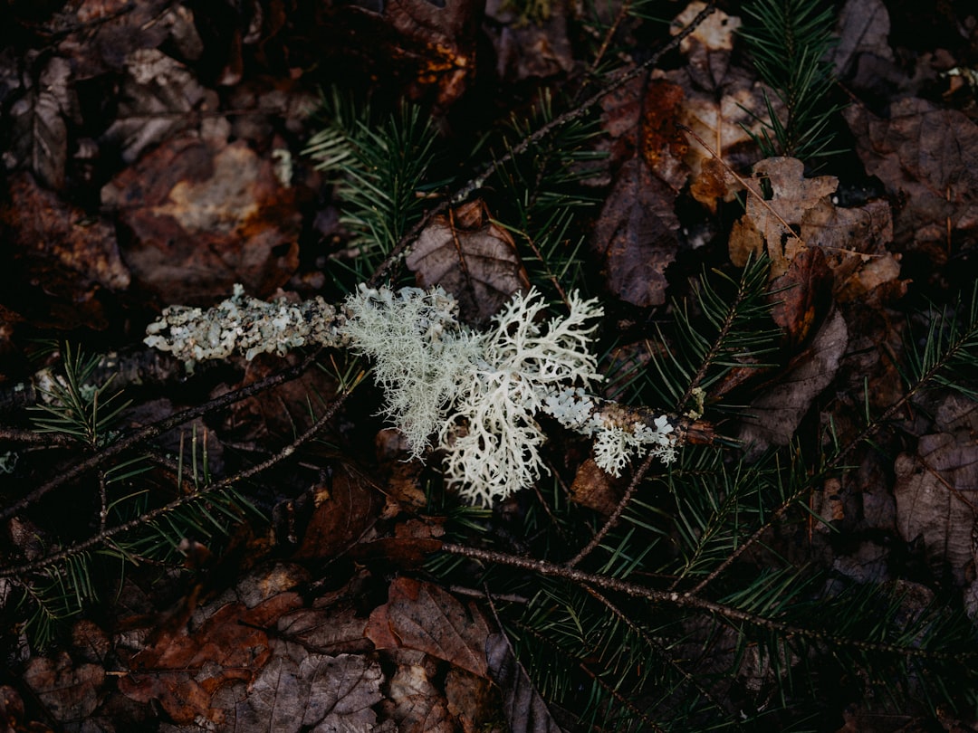 white flowers on brown leaves