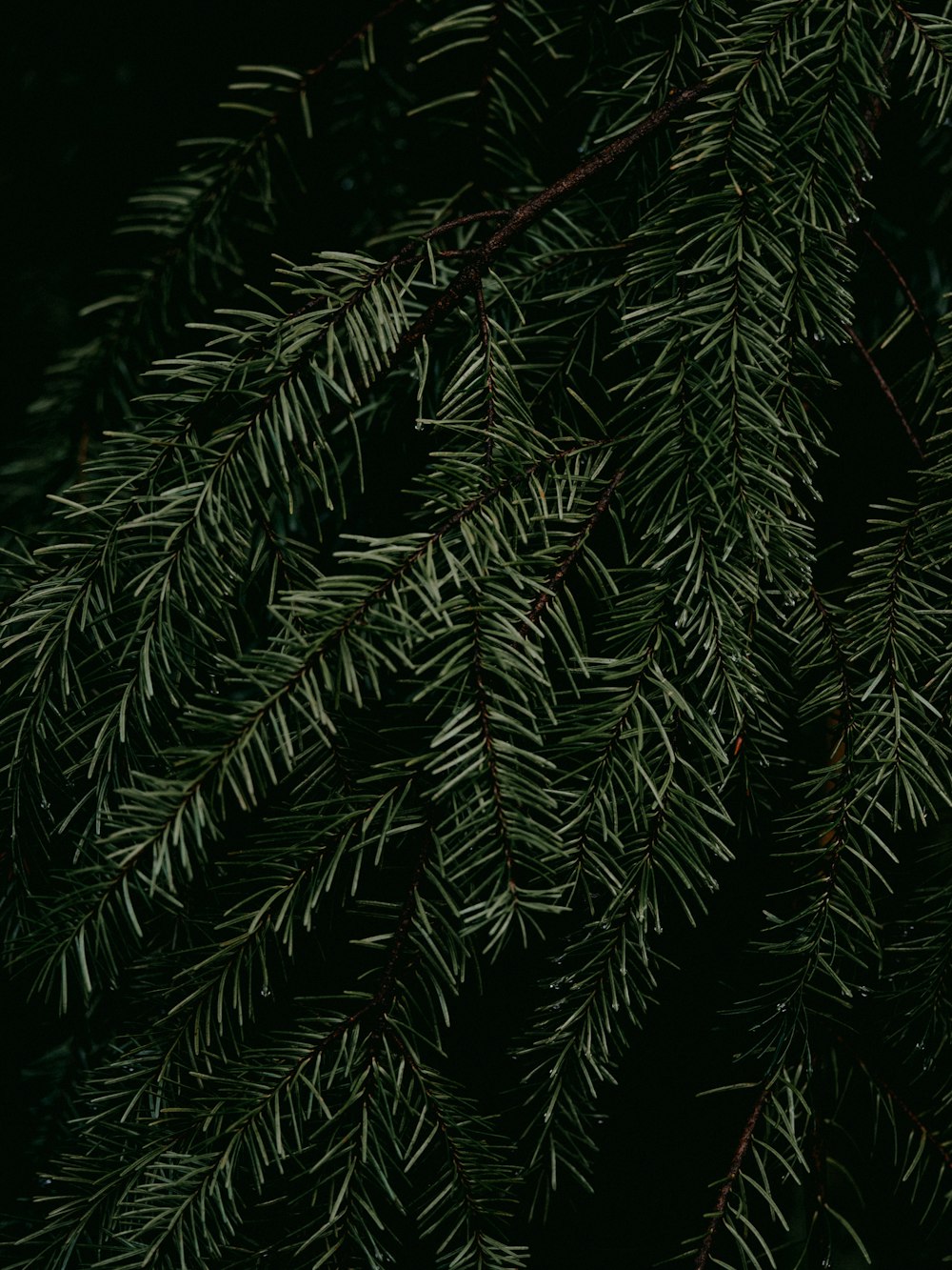 green pine tree with red string lights