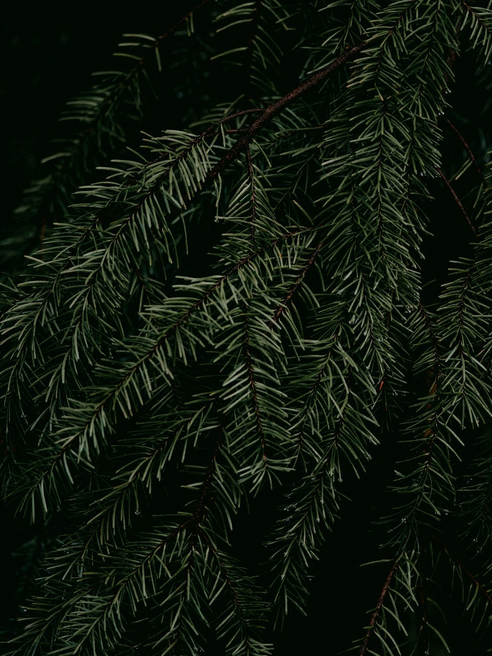 pino verde con guirnaldas de luces rojas