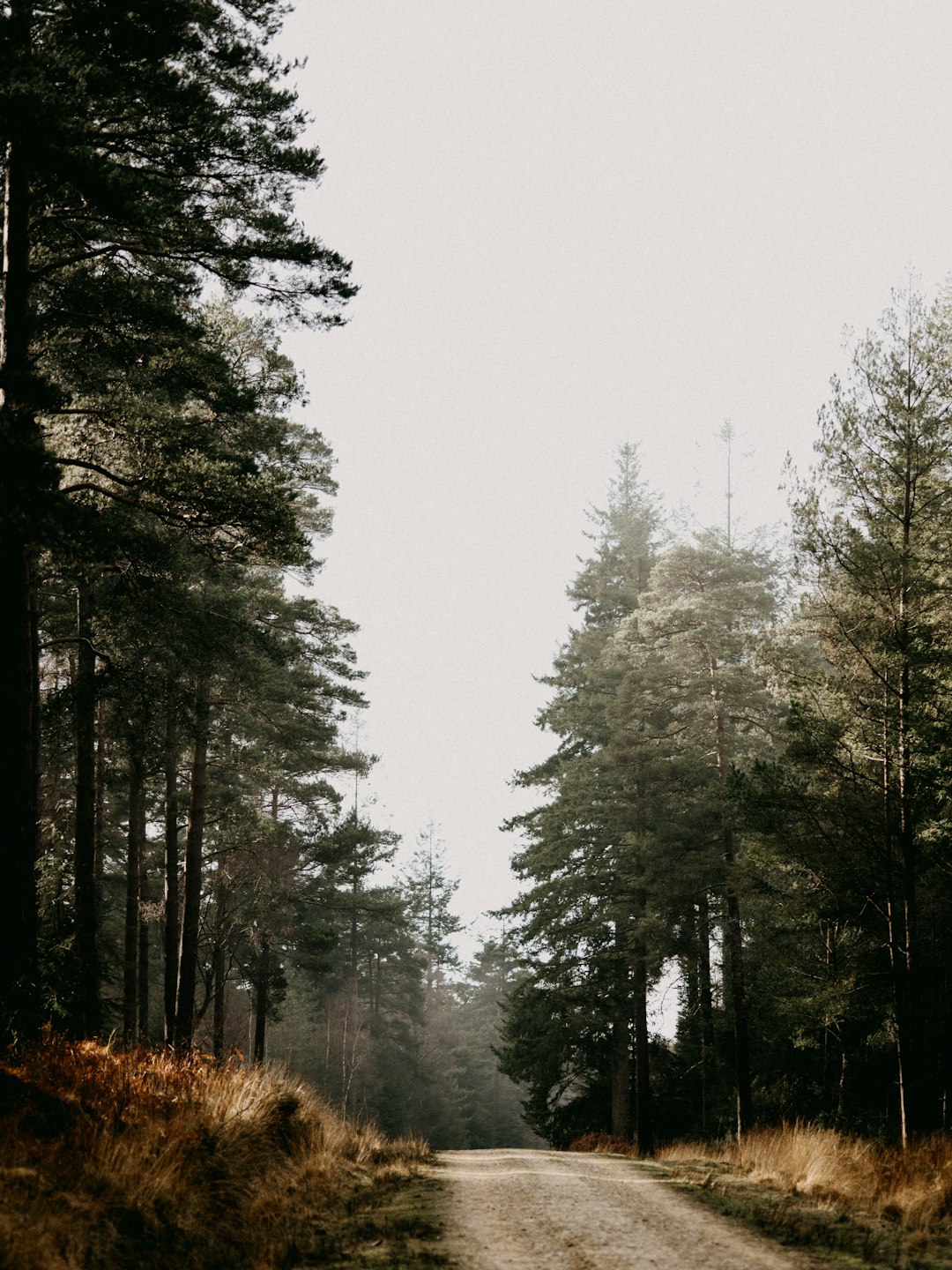 green trees on brown grass field during foggy weather