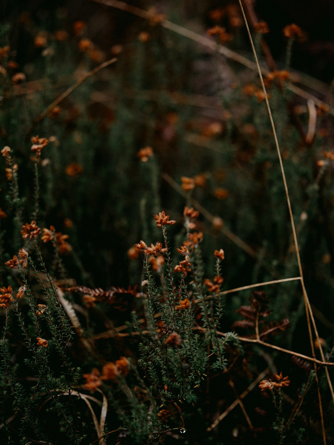 white flowers in tilt shift lens