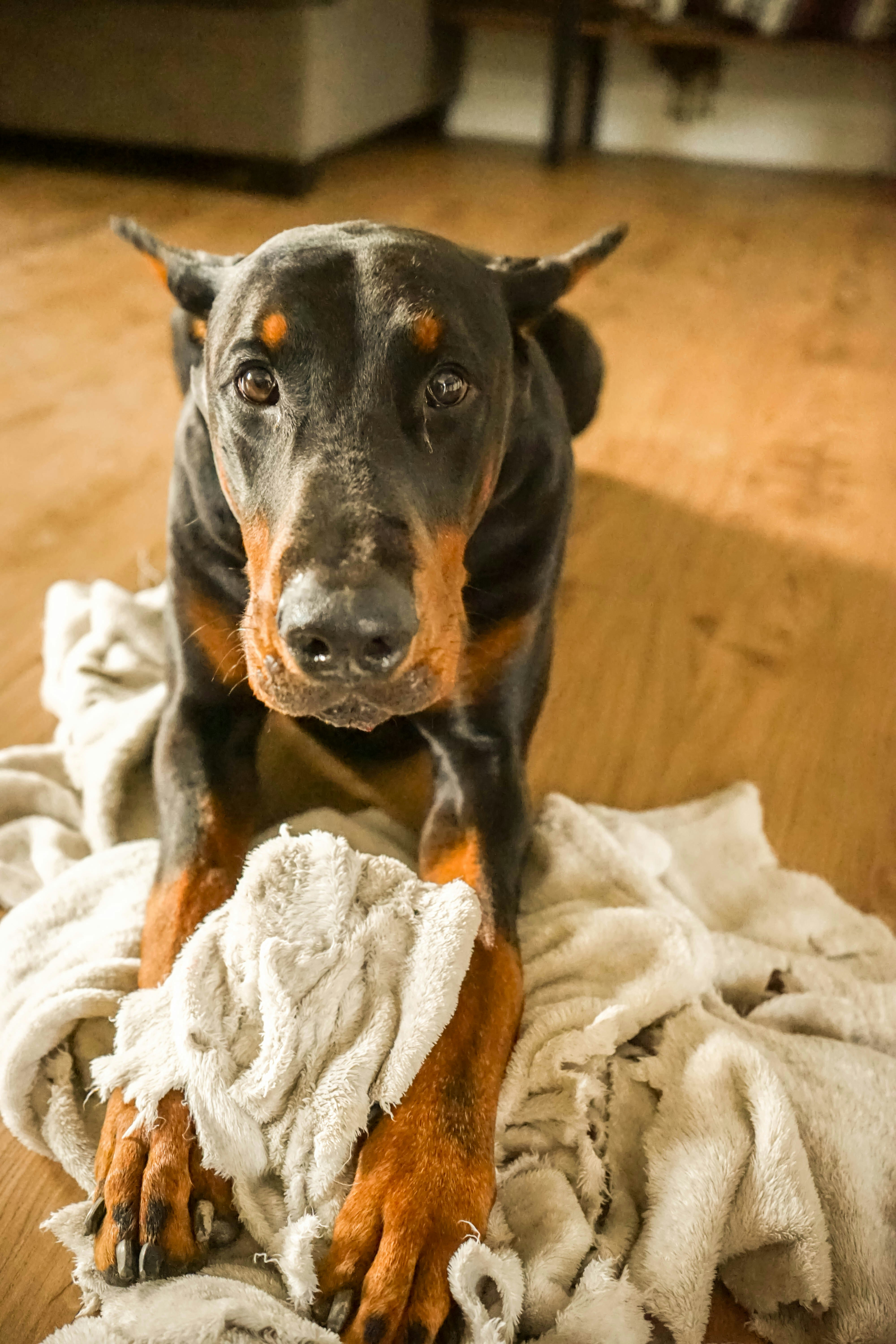 Chien de taille moyenne à poil court noir et feu couché sur textile blanc