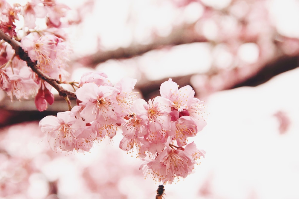 pink cherry blossom in close up photography