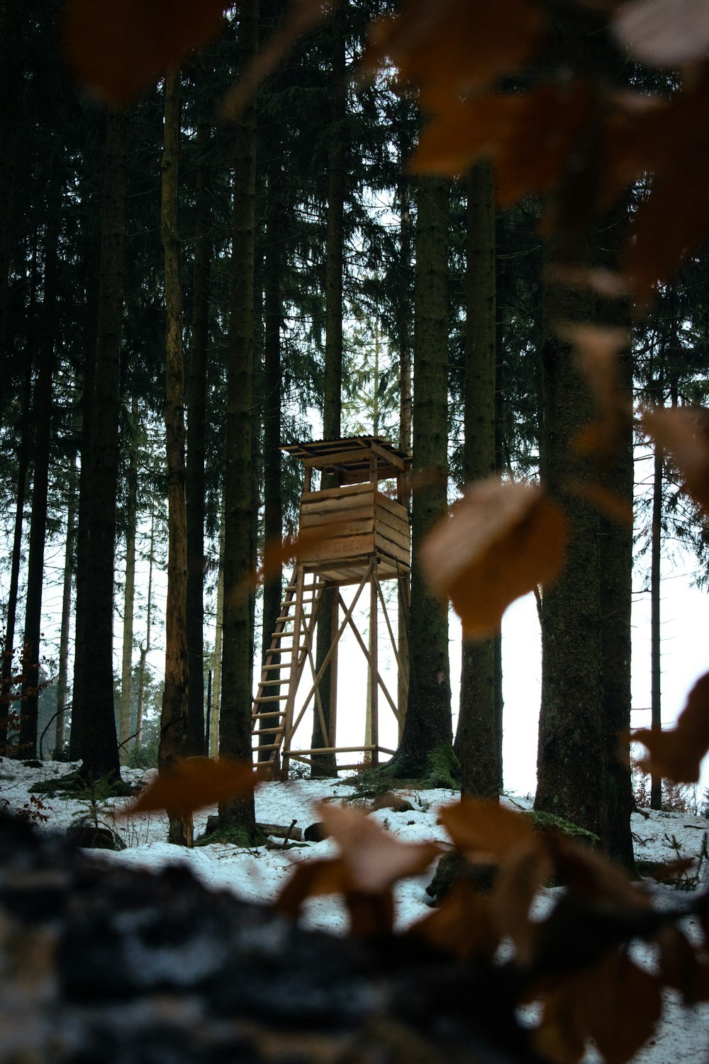昼間の森の中の茶色い木造家屋