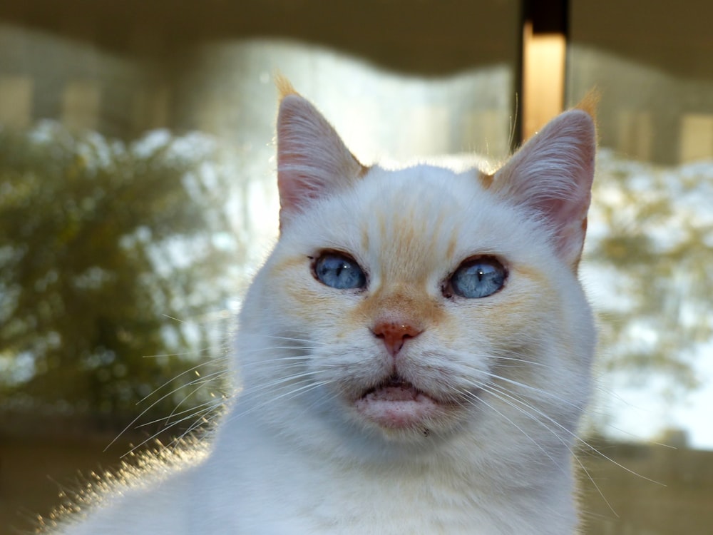 white cat with yellow eyes