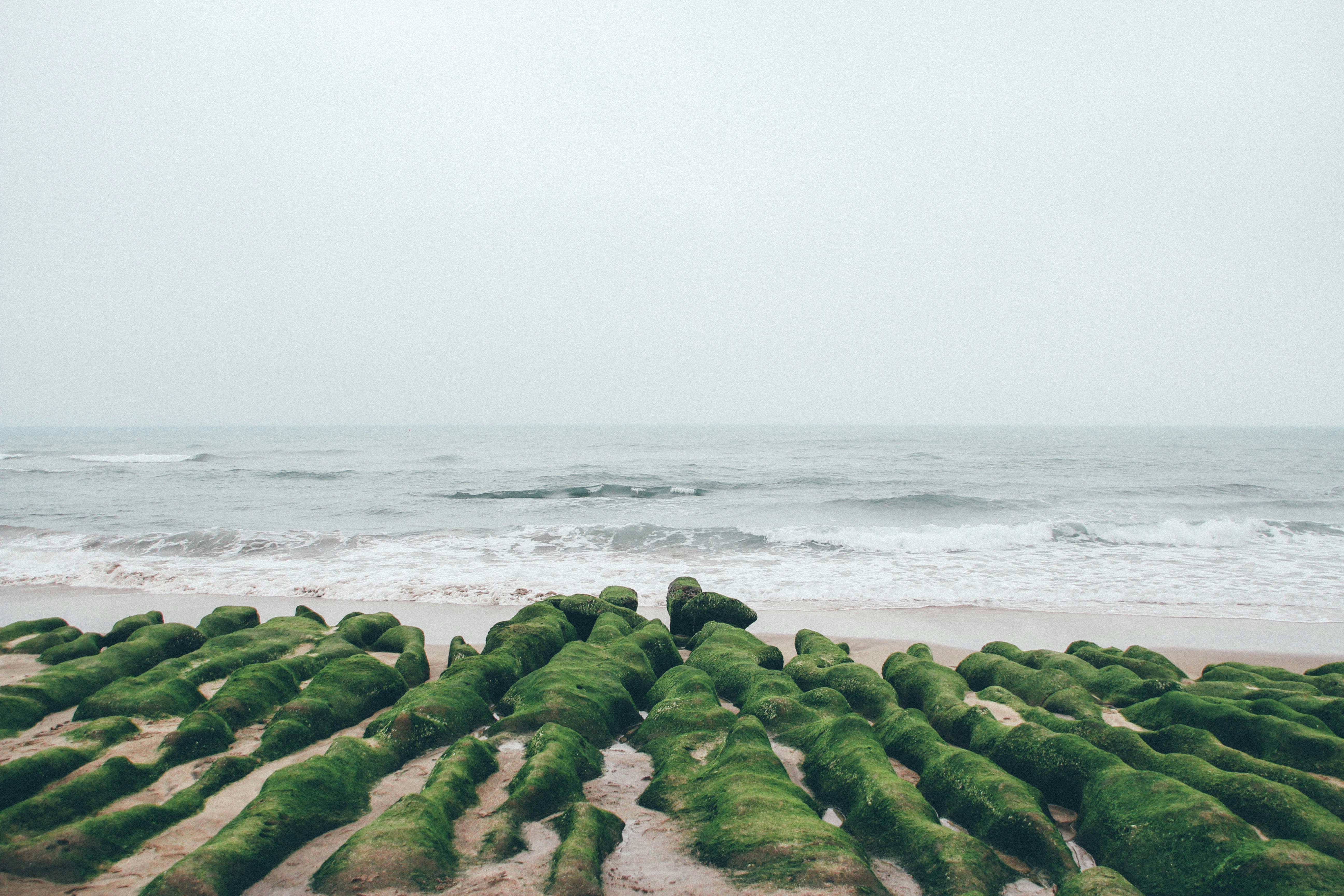 green moss on brown rock near sea during daytime, 