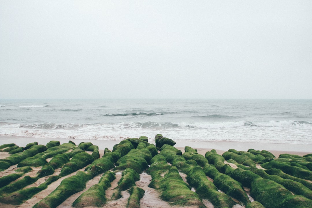 Exploring the Nutritional Powerhouse Sea Moss Punch, the Caribbean'… — Exploring the Nutritional Powerhouse Sea Moss