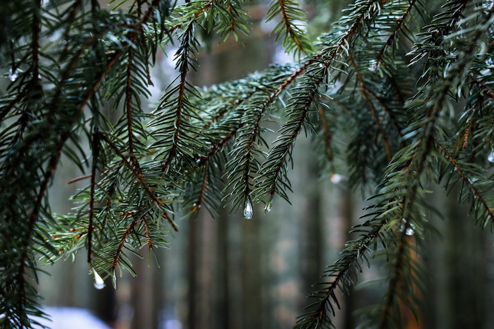 green pine tree covered with snow