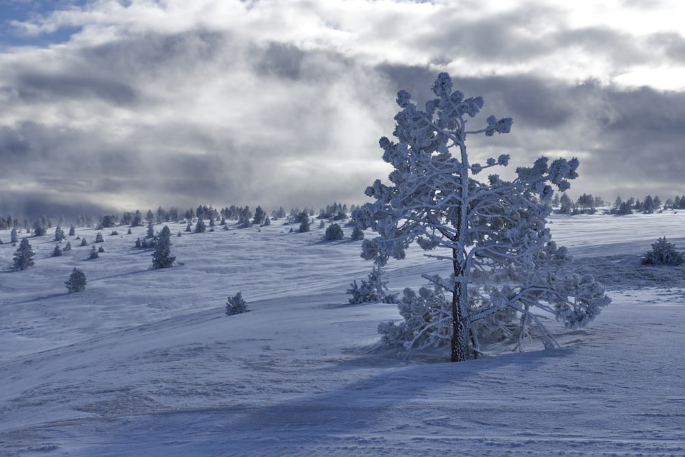 snow covered trees under cloudy sky during daytime