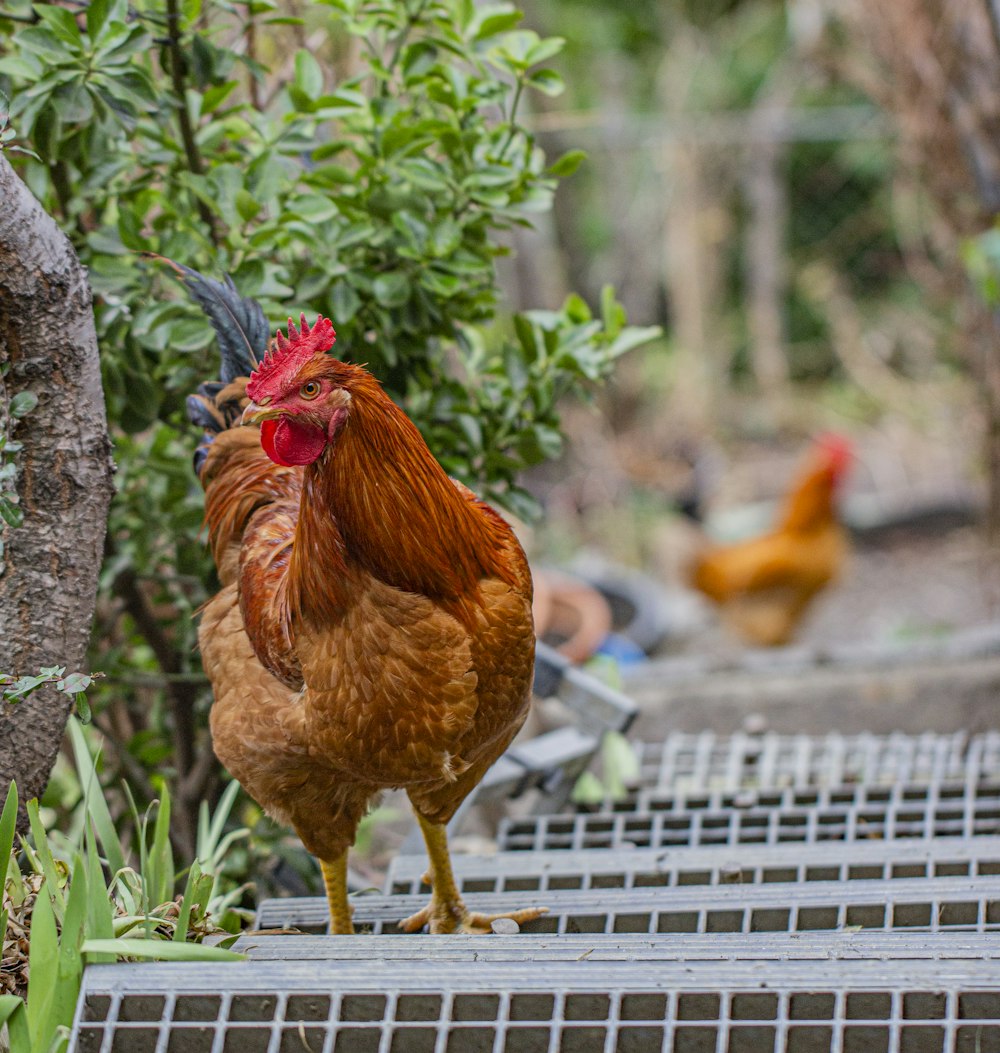 brown hen on green grass during daytime