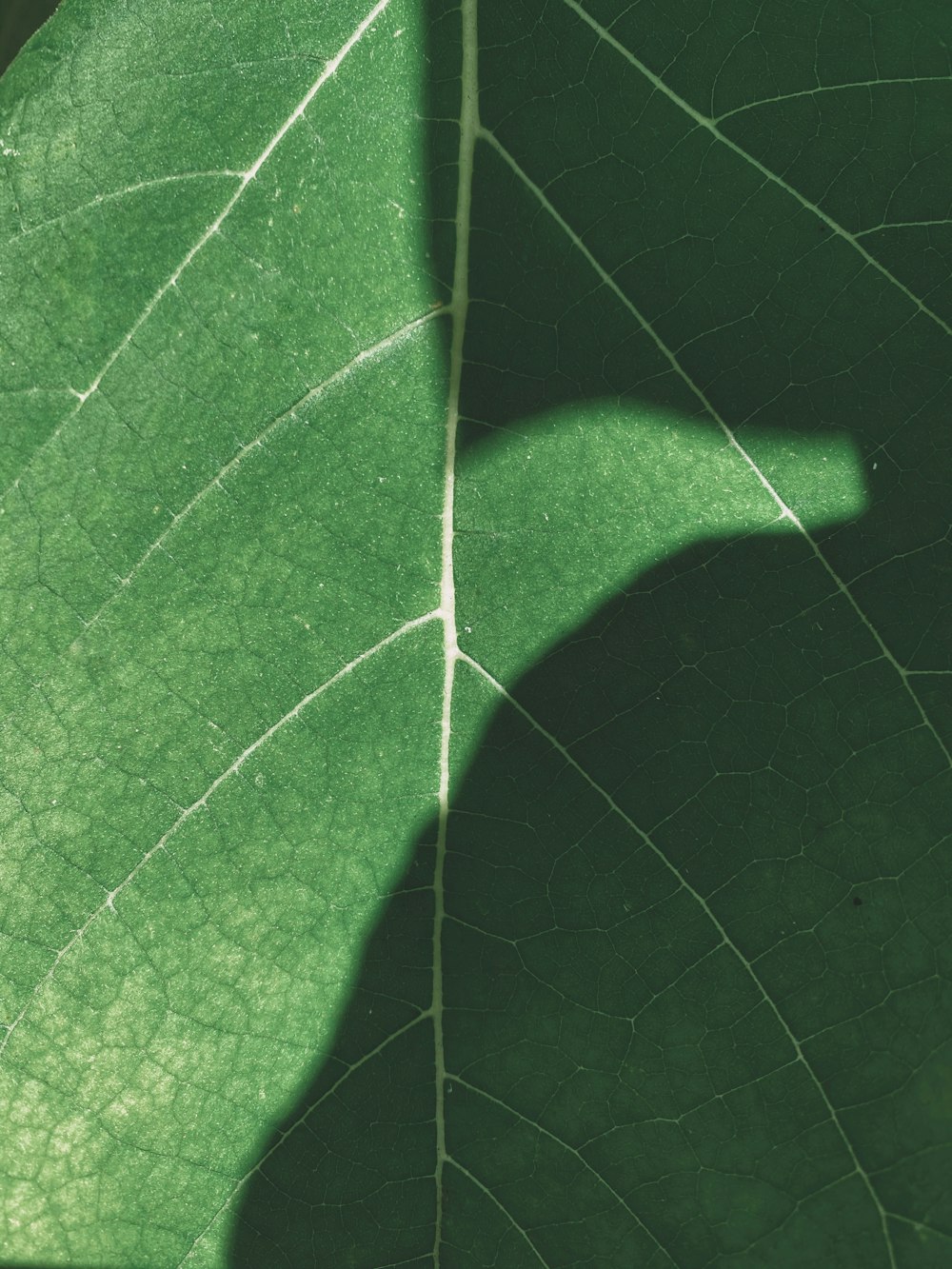 green leaf in close up photography