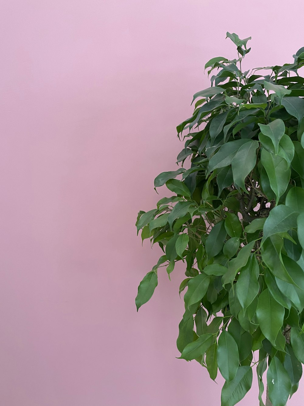 green leaves under gray sky