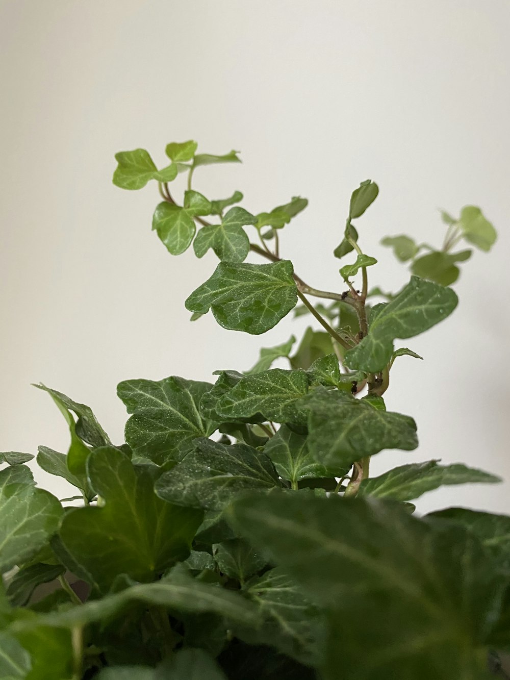 green leaves on white surface