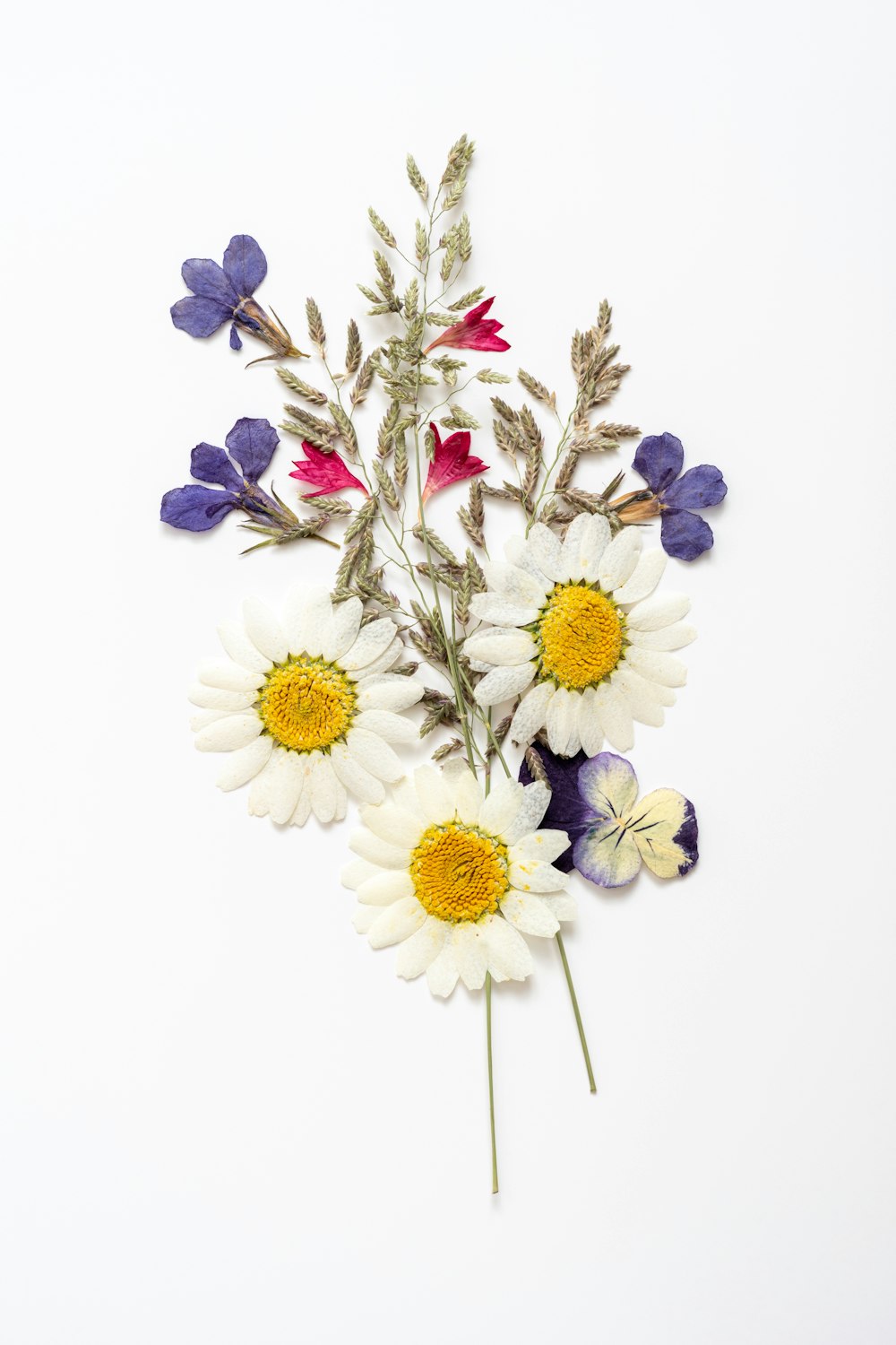 fleurs blanches et violettes sur fond blanc